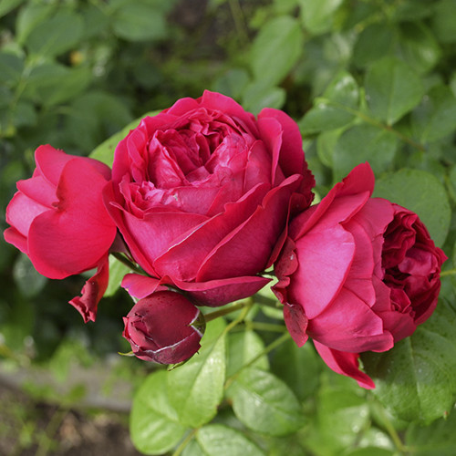 Саджанці троянд Ерік Таберлі (привитий) - 2-річний Чернівці - фото 1