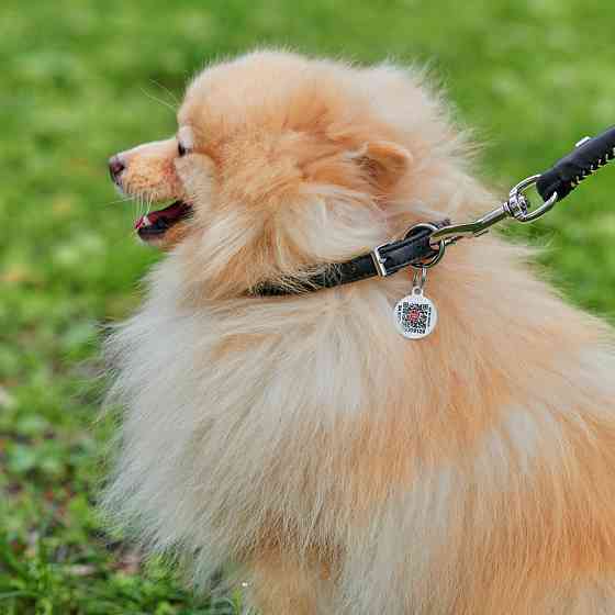 Нашийник для собак шкіряний WAUDOG Soft з QR паспортом, круглий, Д 8 мм, Дов 20-25 см чорний Коломыя