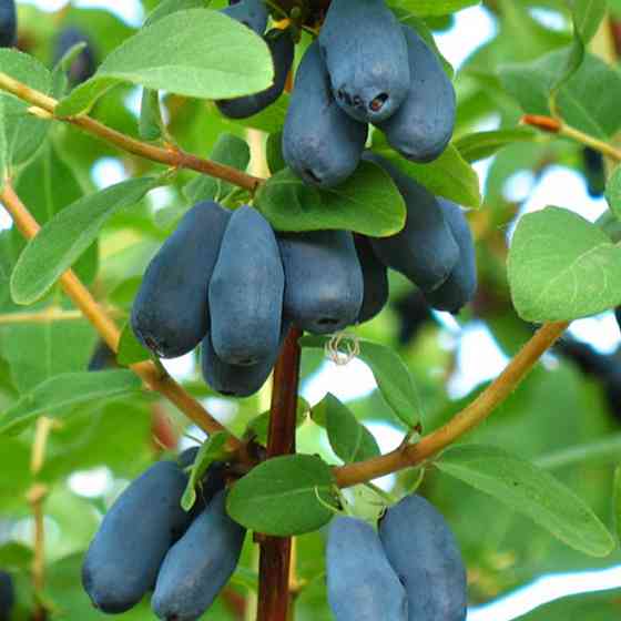 Саженцы жимолости Бореал Близзард (черенкованный) - 2-летний Черновцы