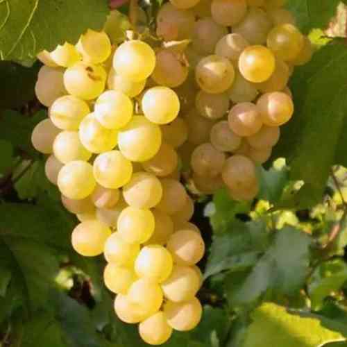 Саженцы винограда Челентано (черенкованный) - 2-летний Черновцы