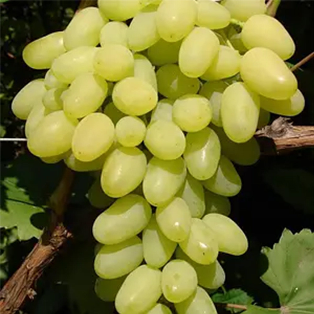 Cаджанці винограду Мілана (черенкований) - 1-річний Чернівці - фото 1