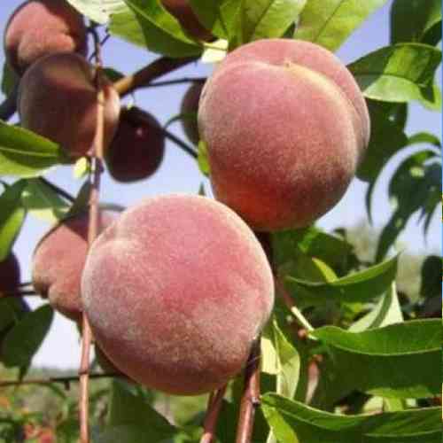 Саджанці персика Дніпровський (привитий) - 1-річний Чернівці