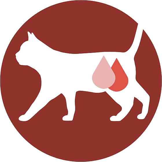 Влажный корм PURINA ONE Sterilcat для взрослых стерилизованных кошек, кусочки в соусе, с индейкой и зеленой фасолью, 85 г Киев