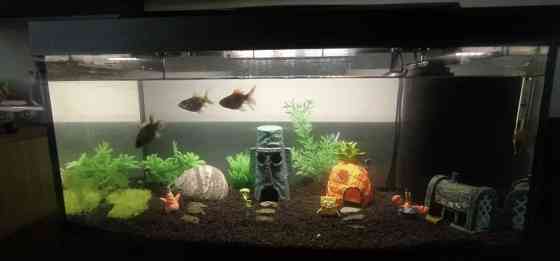 Декор для аквариума Дом Крабсбургер с мультфильма Губка Боб размер 8,5 на 8 на 6 см смола зеленый Киев