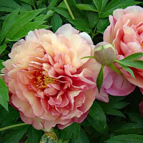 Саджанці піона деревоподібного Веселка (сіянець) - 2-річний Чернівці