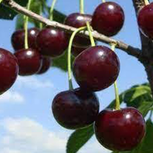 Саджанці вишні Міс Діор (привитий) - 2-річний Чернівці - фото 1