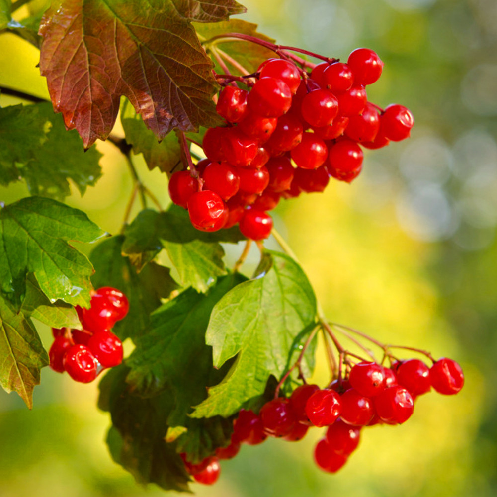 Саджанці калини Марія (черенкований) Чернівці - фото 1