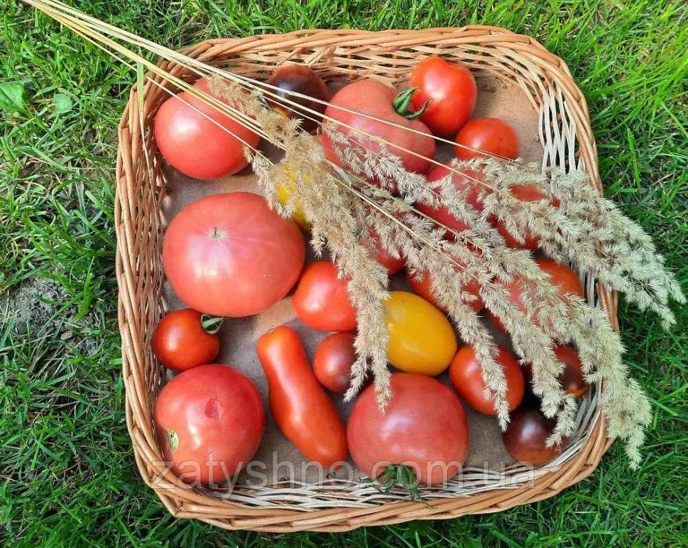 Лоток плетеный из лозы для хранения фруктов и овощей Киев - изображение 3