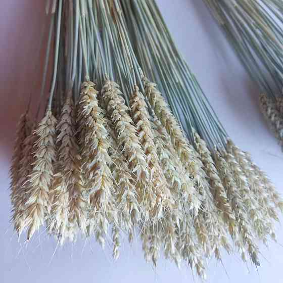 Колоски безостої пшениці 11-15 см Днепр