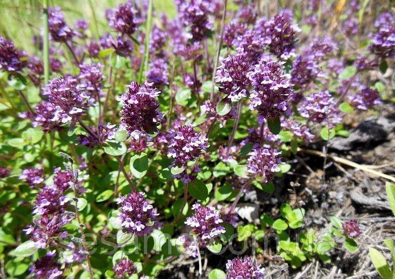 Чабрец обыкновенный трава ,тимьян ползучий (пак/50грамм) Харьков - изображение 2