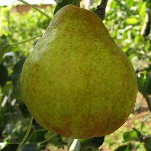 Саженцы груши Молдавская Ранняя (привитый) - 1-летний Черновцы