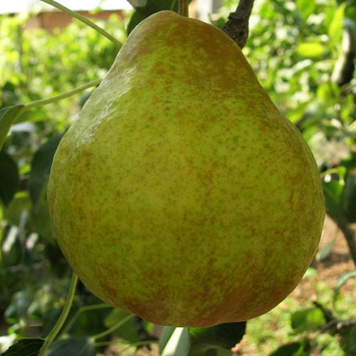 Саженцы груши Молдавская Ранняя (привитый) - 1-летний Черновцы - изображение 2