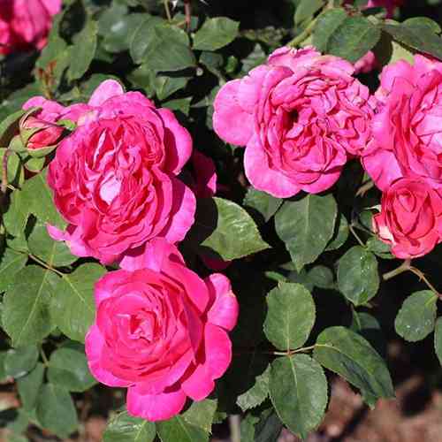 Саджанці троянд Пінк Бум (привитий) - 2-річний Чернівці