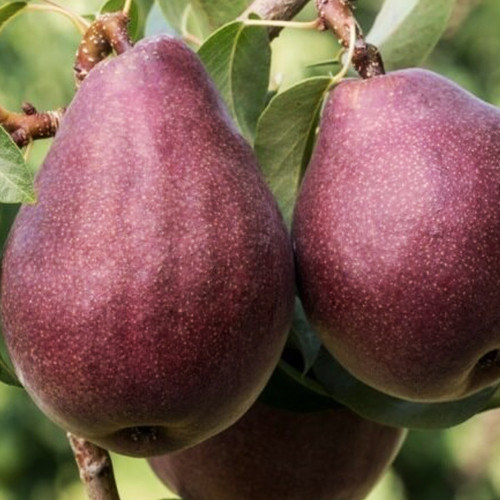 Саженцы груши Рози Ред Бартлет (привитый) - 2-летний Черновцы - изображение 1