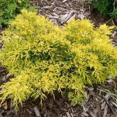 Саджанці ялівцю Золоті Крила (черенкований) - 3-річний Чернівці