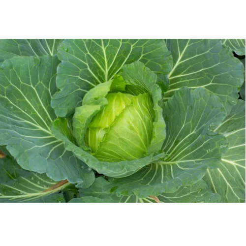 Капуста білоголова Супер рання 1гр Смачний Житомир
