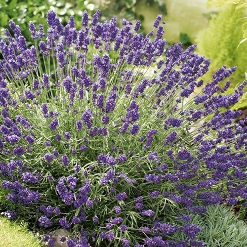 Саженцы лаванды Датч (черенкованная) - 1-летняя Черновцы - изображение 1