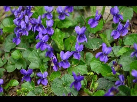 Фиалка душистая (Фіалка духмяна) 100г master sem Киев - изображение 1