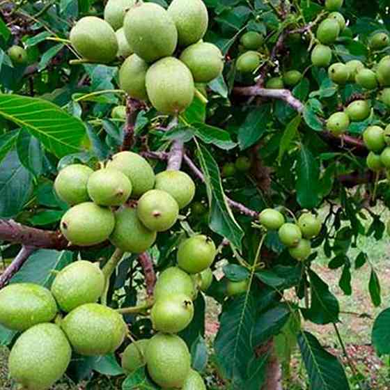 Саджанці грецького горіха Алтай (привитий) - 2-річний Чернівці