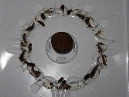 Пастка Panko з атрактантів для чешуйниць, 2 шт Київ - фото 3