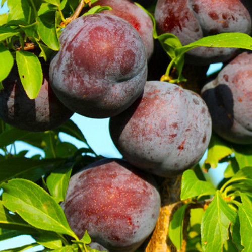 Саженцы диплоидной сливы Кримсон Гло (привитый) - 1-летний Черновцы - изображение 1