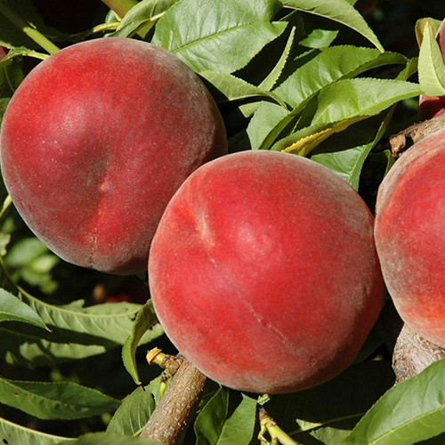 Саджанці персика Королівський (привитий) - 2-річний Чернівці - фото 1