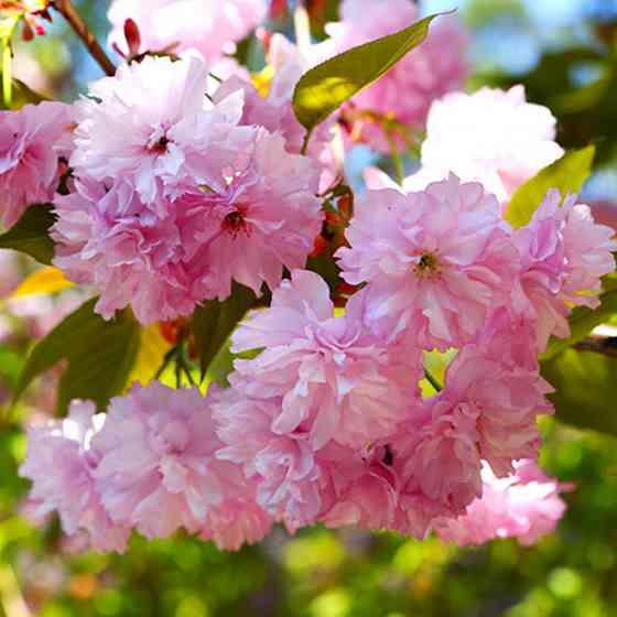 Саджанці декоративного мигдалю Квітучий Рожевий (привитий) - 2-річний Чернівці