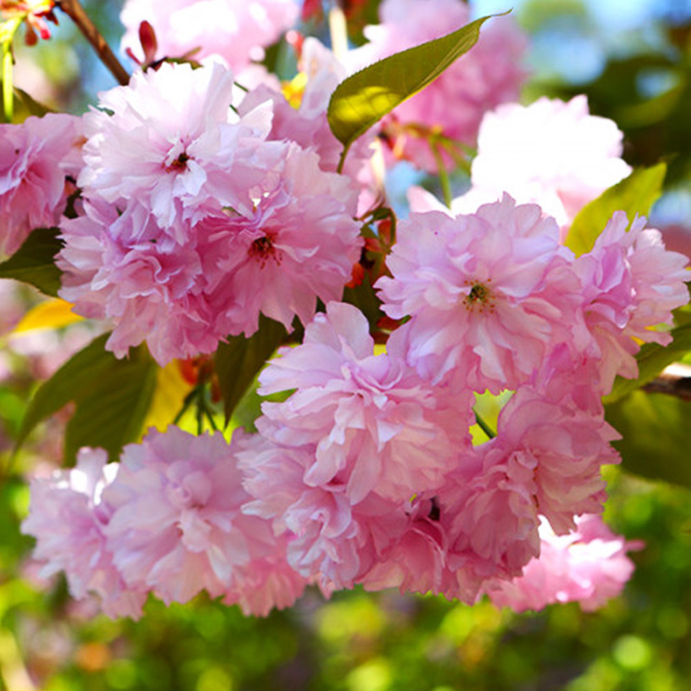 Саджанці декоративного мигдалю Квітучий Рожевий (привитий) - 2-річний Чернівці - фото 3