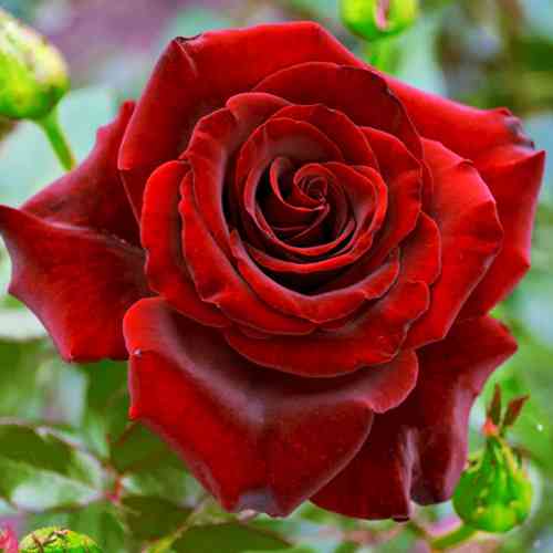 Саджанці троянд Норіта (привитий) - 2-річний Чернівці