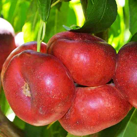 Саженцы нектарина Концеттина (привитый) - 2-летний Черновцы