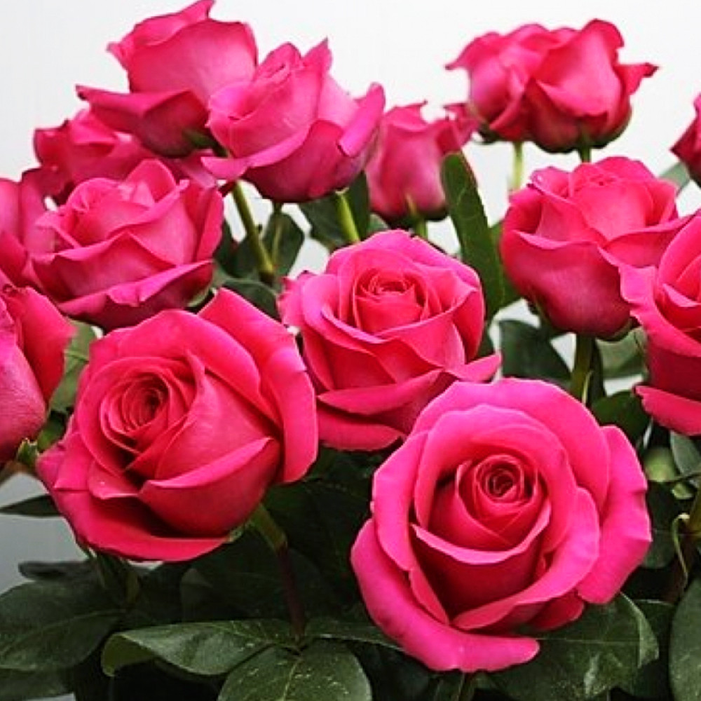 Саженцы чайно-гибридных роз Пинк Флойд (привитый) Черновцы - изображение 3