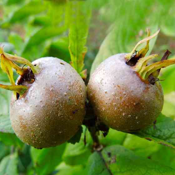 Саджанці мушмули Кавказька (привитий) - 1-річний Чернівці