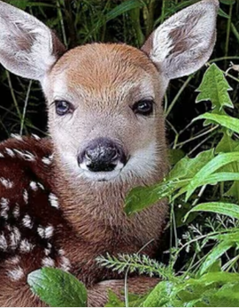 Набір для творчості алмазна картина Дитинча косулі Strateg розміром 30х40 см кв (HEG86027), шт Киев - изображение 1