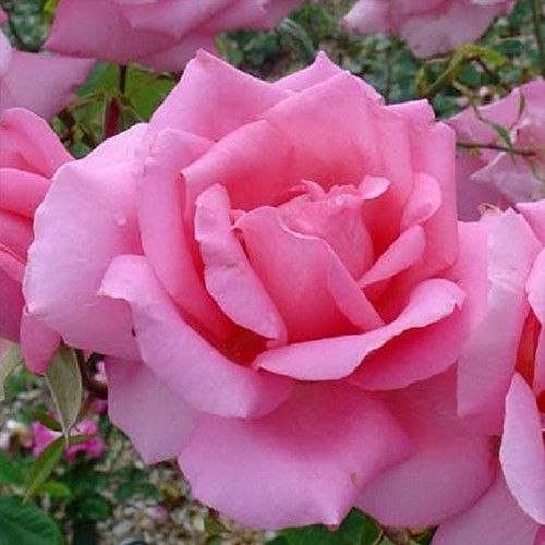 Саджанці троянд Жардін Де Вілландрі (привитий) - 2-річний Чернівці - фото 1