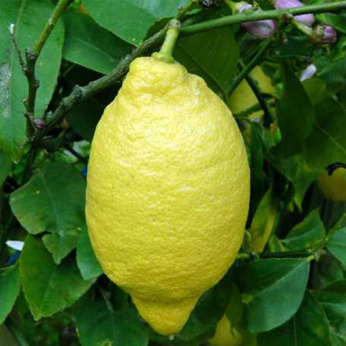 Саджанці лимона Лунаріо (черенкований) - 1-річний Чернівці - фото 1