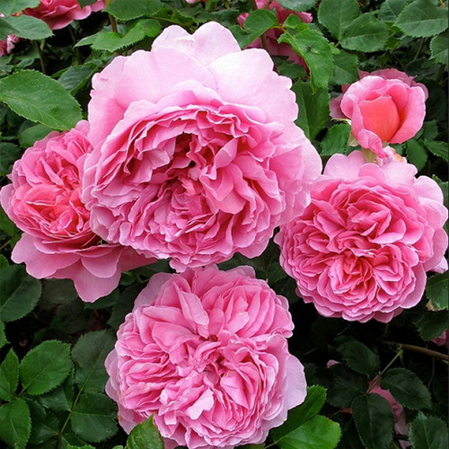 Саженцы роз Принцесса Александра Оф Кент (привитый) - 2-летний Черновцы - изображение 1