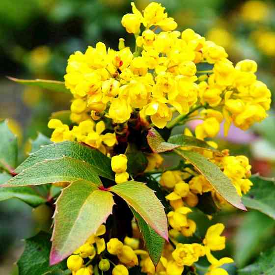 Саженцы вечнозеленой магонии Падуболистая (черенкованный) - 1-летний Черновцы