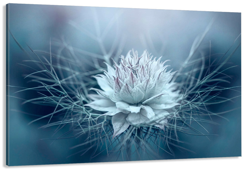 Картина полотно у вітальню / спальню    Квітка    MLP_401 ( 60х30см ) 60x100 см Київ - фото 1