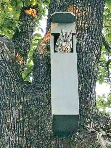 Домик для совы 