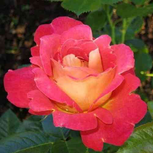 Саженцы роз Декор Арлекин (привитый) - 2-летний Черновцы