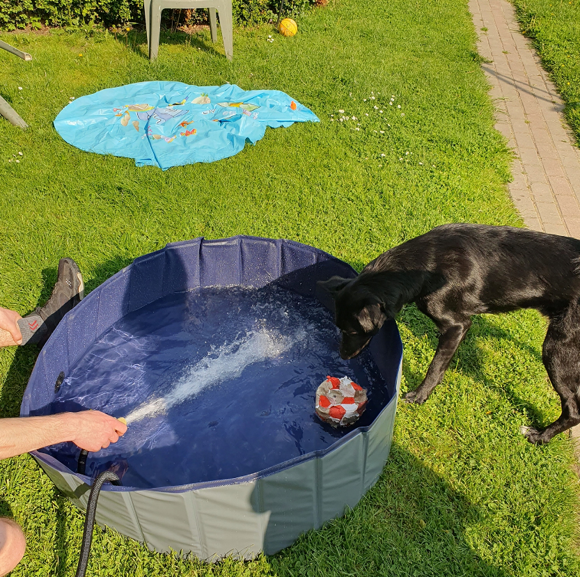 Басейн для собак XXL 100x30см Purlov (Польща) Київ - фото 10