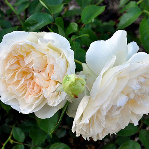 Саджанці троянд Болеро (привитий) - 2-річний Чернівці - фото 1