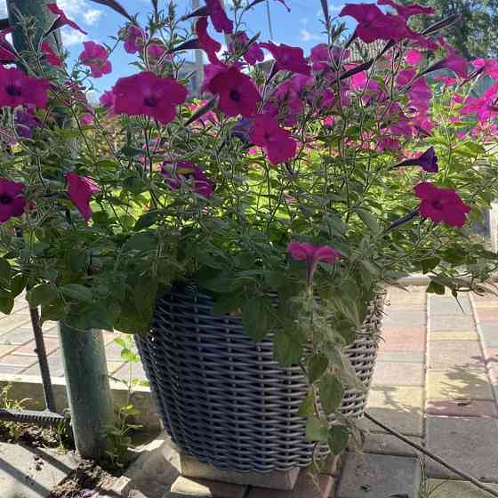 Кашпо з ротангу 20 л (ручна робота), великий горщик для рослин - cірий кварц з косичкою Киев