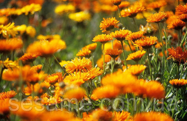 Календула цветки (пак/50грамм) Харьков - изображение 2