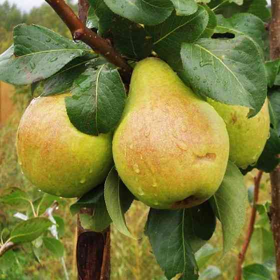 Саженцы груши Рикс (привитый) - 1-летний Черновцы