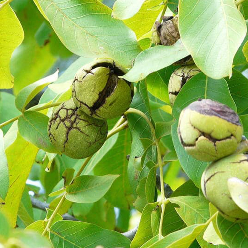 Саженцы грецкого ореха Слава Украине - 2-летний Черновцы - изображение 3