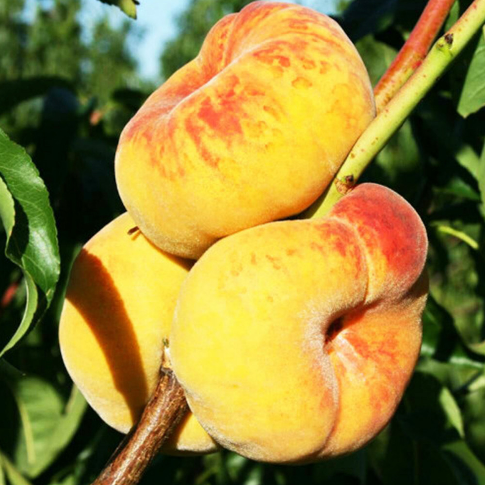 Саженцы персика Свит Багел (привитый) - 2-летний Черновцы - изображение 2