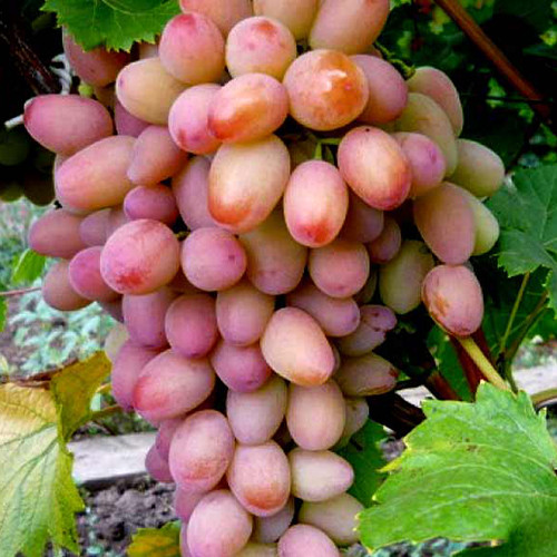 Саженцы винограда Шамаханская Царица (черенкованный) - 1-летний Черновцы - изображение 1