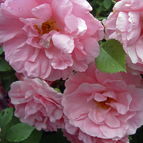 Саженцы роз Джон Дэвис (привитый) - 2-летний Черновцы - изображение 1