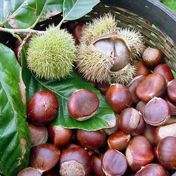 Саженцы каштана Бурю де Лилак (съедобный) - 1-летний Черновцы